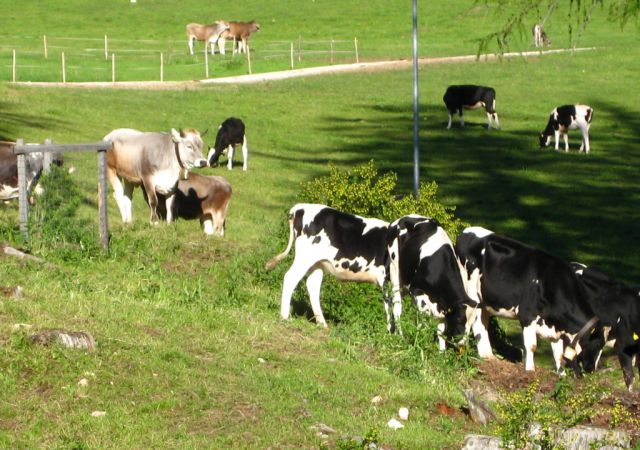 2010 Dolomiten