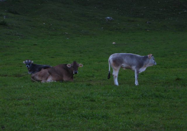 2010 Dolomiten