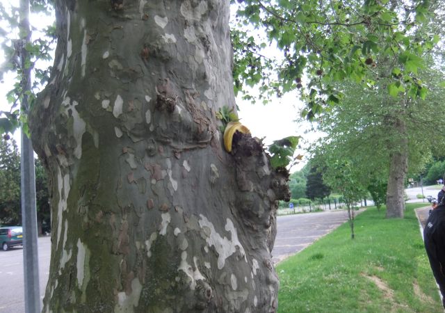 201205 Streifes Vogesentagestour