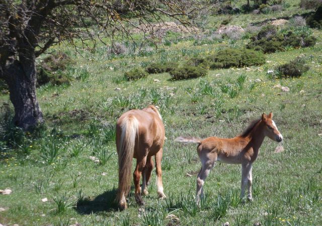 201305 Sardinien